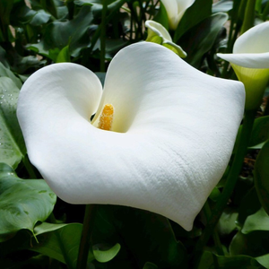 Zantedeschia aethiopica Crowborough