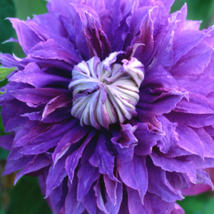 Clematis Diamantina ('Evipo039') (PBR)