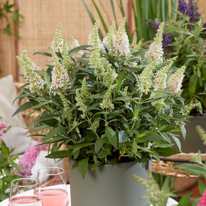 Buddleja Little White (’BotEx 003’) (PBR) (Butterfly Candy Series)