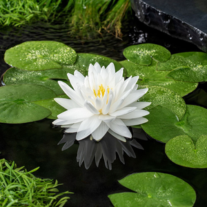 Nymphaea Gonnere