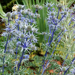 Eryngium bourgatii 