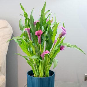 Zantedeschia Paco Purple