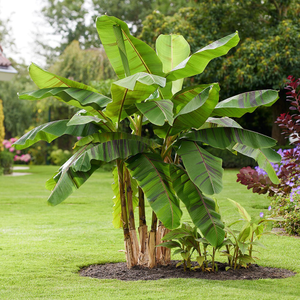 Musa sikkimensis Ever Red ('Lou 1') (PBR)