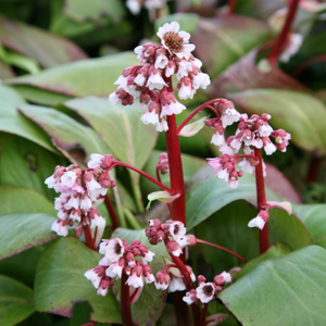 Bergenia Silberlicht