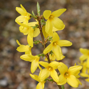 Forsythia × intermedia Lynwood Variety