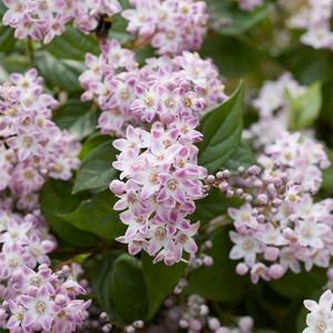 Deutzia Prettistars Pink Cloud