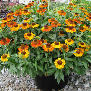 Helenium autumnale Short and Sassy (PBR)