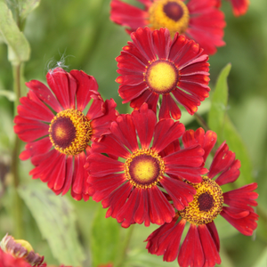 Helenium Ruby Thuesday