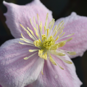 Clematis Fragrant Spring