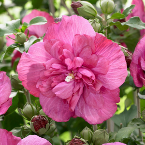 Hibiscus syriacus Magenta Chiffon ('Rwoods5') (PBR) (Chiffon Series)