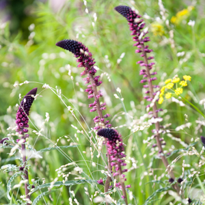 Lysimachia atropurpurea Beaujolais
