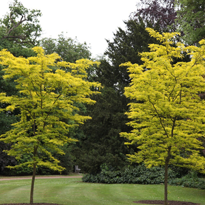 Gleditsia triacanthos f. inermis Sunburst