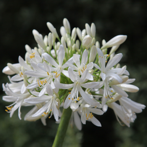 Agapanthus africanus Albus