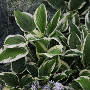Hosta Patriot