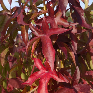 Liquidambar styraciflua Slender Silhouette