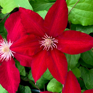 Clematis Rebecca ('Evipo016') (PBR) (Boulevard Series)