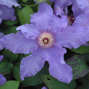 Clematis Happy Anniversary