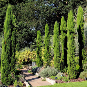 Cupressus sempervirens 