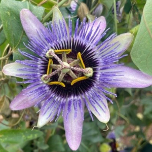 Passiflora Damsel's Delight