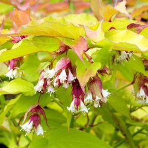 Leycesteria formosa Golden Lanterns ('Notbruce') (PBR)