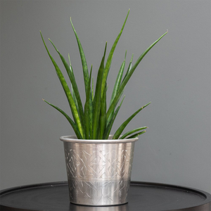 Sansevieria kirkii Friends