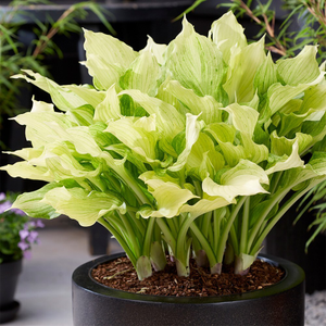 Hosta White Feather Improved