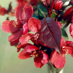 Malus Royalty