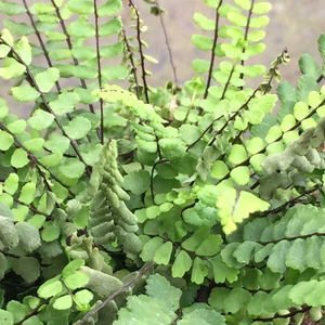 Asplenium trichomanes