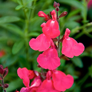 Salvia greggii Lipstick