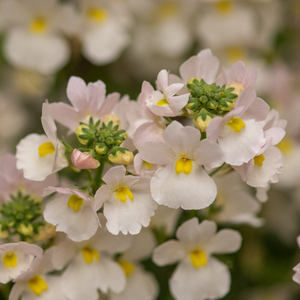 Nemesia Wisley Vanilla
