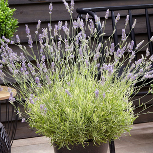 Lavandula × intermedia Platinum Blonde ('Momparle') (PBR)