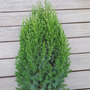 Juniperus chinensis Stricta