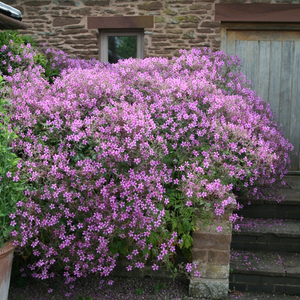 Geranium palmatum