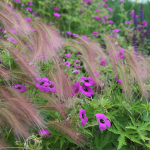 Hordeum jubatum 