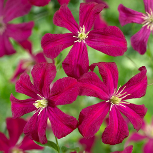Clematis Madame Julia Correvon