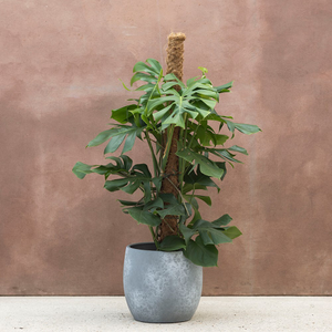 Monstera deliciosa 