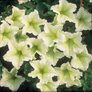 Petunia Surfinia Lime ('Keiyeul') (PBR) (Surfinia Series)
