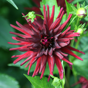 Dahlia Nuit d'Eté