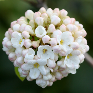 Viburnum × carlcephalum 