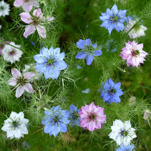 Nigella Persian Jewels
