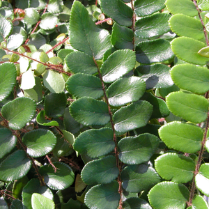 Pellaea rotundifolia 