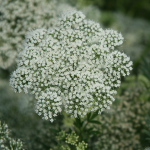 Cenolophium denudatum 