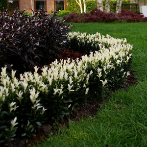 Euonymus japonicus Paloma Blanca ('Lankveld03') (PBR)