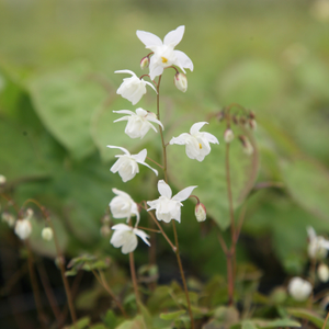 Epimedium × youngianum Niveum