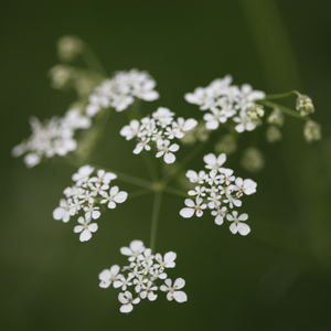 Anthriscus sylvestris 