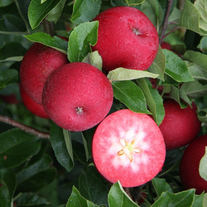 apple Rosette