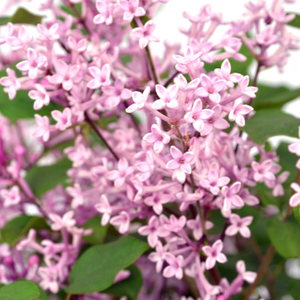 Syringa Bloomerang Pink Perfume ('Pink Perfume')