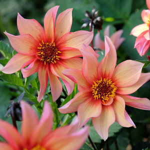Dahlia Waltzing Mathilda