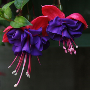 Fuchsia Dark Eyes