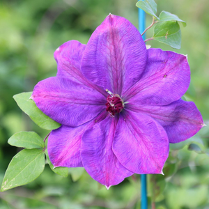 Clematis Elsa Späth